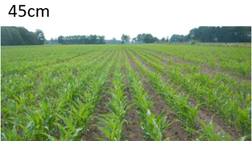 Hooibeekhoeve had in 2020 een proef aanliggen in het kader van het demonstratieproject ‘4J Vruchtwisseling’ waarbij verschillende rij-afstanden met elkaar vergeleken werden.