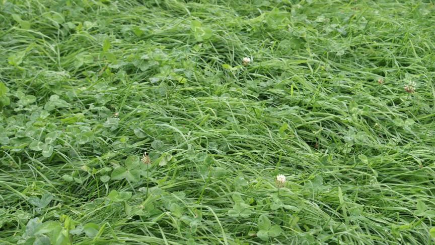 Als er onvoldoende klaver aanwezig is, moet u doorzaaien of herinzaaien.