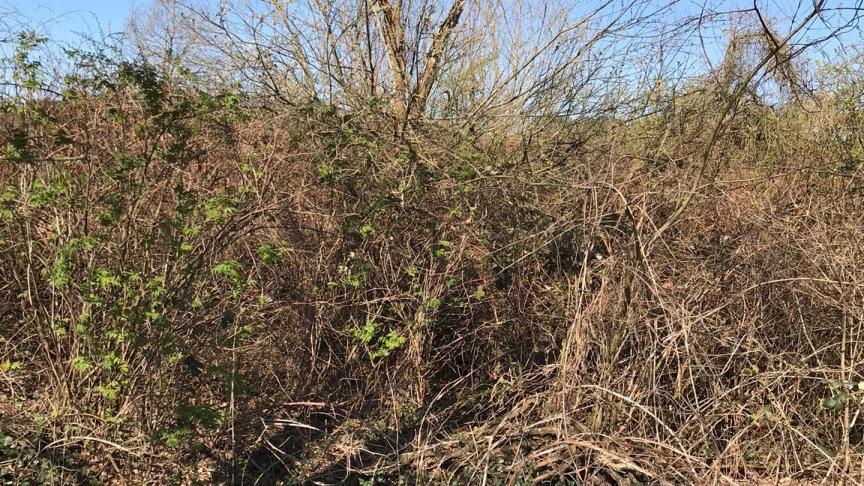 ‘Waardevolle’ natuur: distels, bramen, netels, akkerwinde...