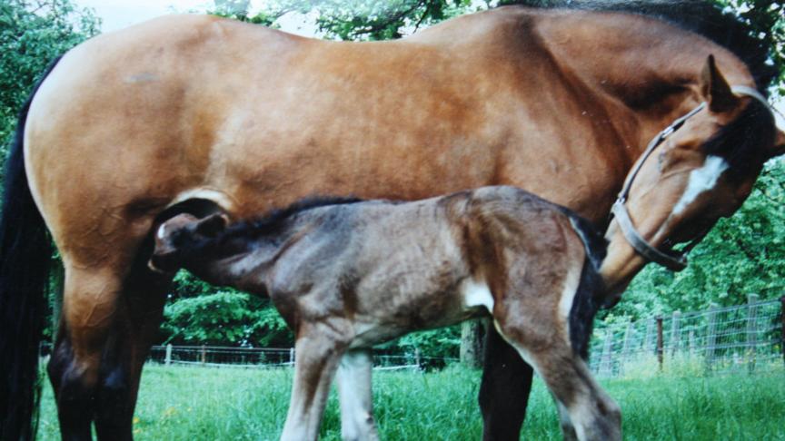 Merrie en veulen blijven de hele zomer dicht bij elkaar.