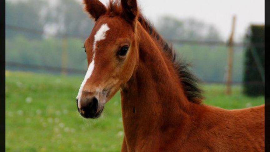 El Capitan de Longchamps – (Gangster de Longchamps x Bon Ami x Darco – fokker: Rigo-Burtin in Waremme) 1 maand oud.