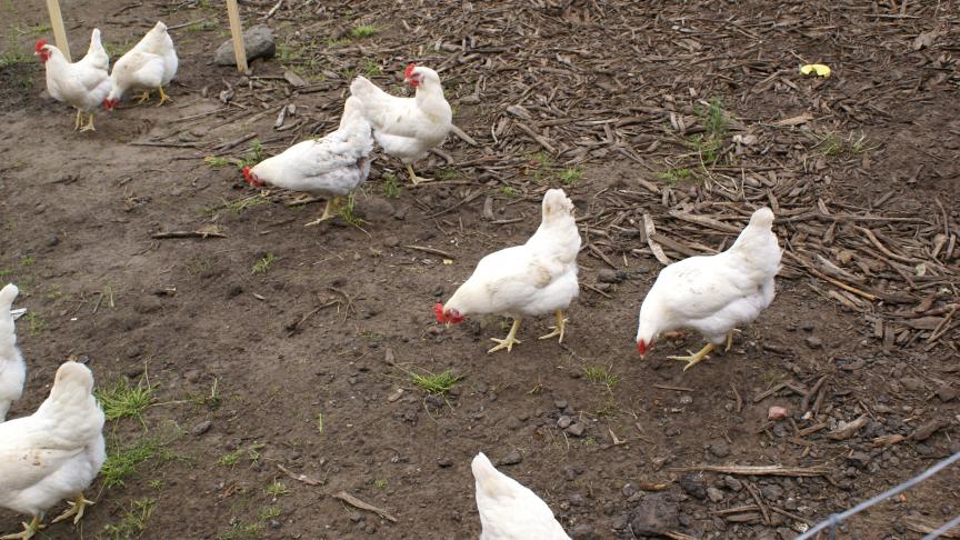 Door de gunstige evolutie van vogelgriep wordt de ophokplicht versoepeld.
