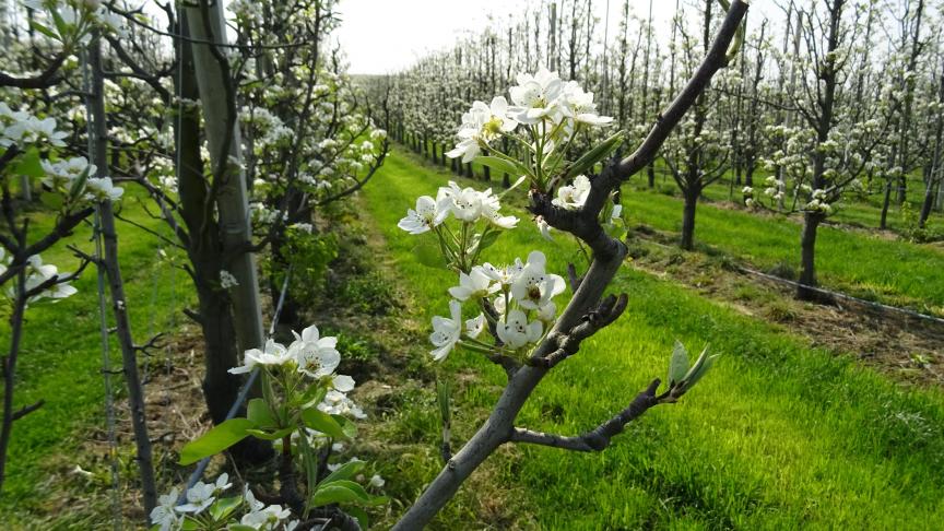 De perelaars komen nu volop tot bloei. Het is zaak om de bloesems optimaal te beschermen tegen vorst.