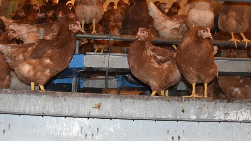 Het project komt in de plaats van een vroegere kippenkwekerij, die stopgezet werd na een brand in 2018, maar met 20.000 kippen wel een pak kleiner was.