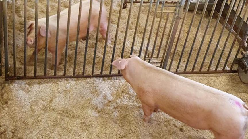 Na een succesvolle screening van de hele actieve berenstapel werd KI-Cobbaert op 25 maart opgenomen op de lijst voor PRRS-vrije KI-centra van DGZ.