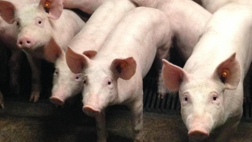 Dankzij PRRS-Monitor Opfokvarkens weten we dat er geen PRRSV wordt teruggevonden bij onze gelten die klaar zijn voor levering aan andere bedrijven.