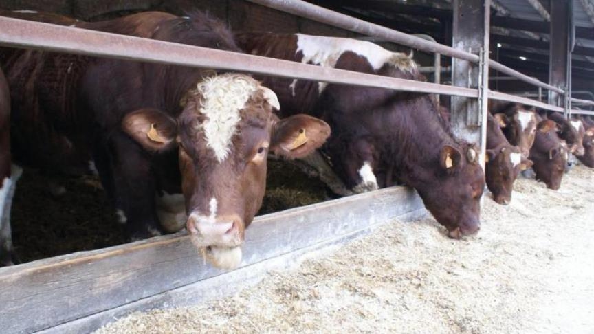 Specifiek voor blauwtong zullen dieren onder nagenoeg dezelfde voorwaarden als onder de bestaande bilaterale akkoorden kunnen verhandeld worden.