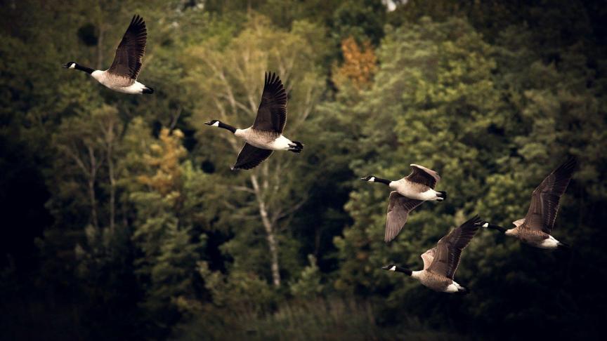 Vermoedelijk zijn wilde vogels een mogelijke bron van besmetting voor dit nieuw geval van hoogpathogene vogelgriep bij een particuliere pluimveehouder in Silly.