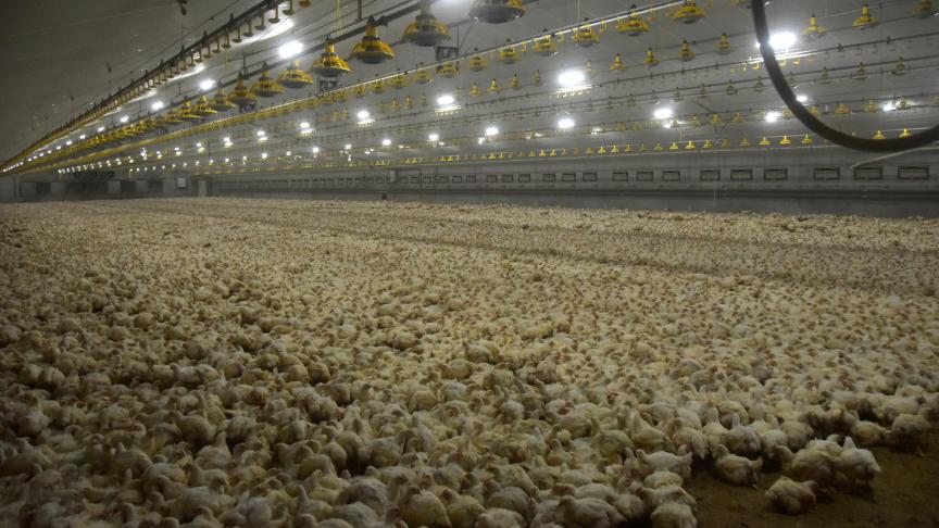 Elk landbouwbedrijf zou op zich financieel voldoende gezond en economisch krachtig moeten zijn, op zichzelf kunnen overleven zonder premies of andere vormen van overheidssteun.