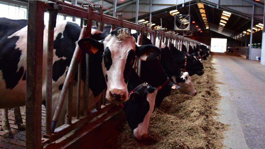 In voedermanagement ziet men potentieel in de vervanging van sojaschroot door bierdraf-koolzaadschroot om de enterische emissies te reduceren.