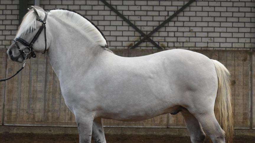 De 4-jarige Thor Van de Landweg kreeg de meeste punten in de virtuele hengstenkeuring.