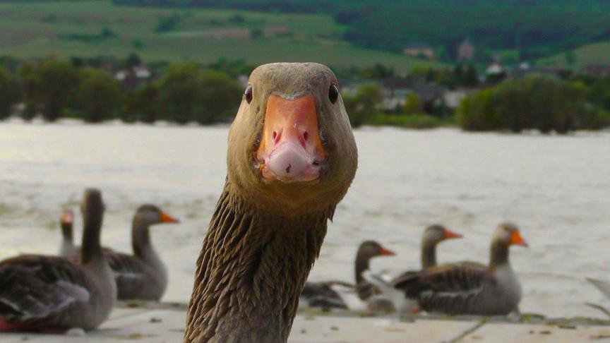 De huidige vogelgriepuitbraak is de vijftiende sinds november 2020.