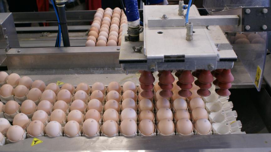 In ons land alleen al moesten bijna 2 miljoen kippen en 77 miljoen eieren vernietigd worden.