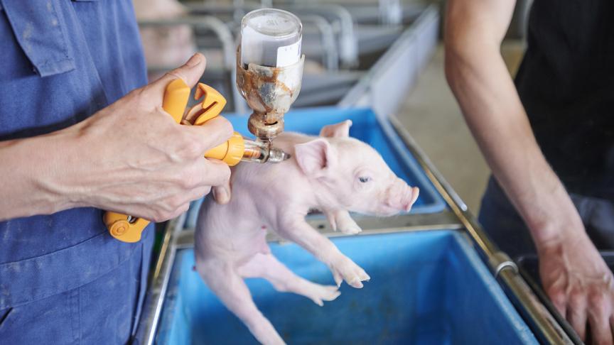 Tip bij vaccinatie: Gebruik D3-naalden. Die zijn opspoorbaar aan de slachtlijn.