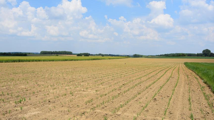 De MRL’s van terbuthylazin zijn herzien.