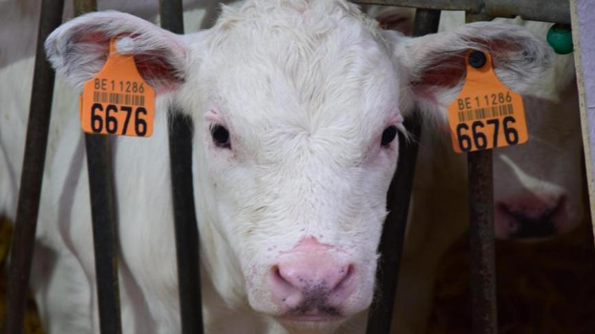 Het totale bedrag van de premie per steungerechtigde zoogkoe is 181 euro.