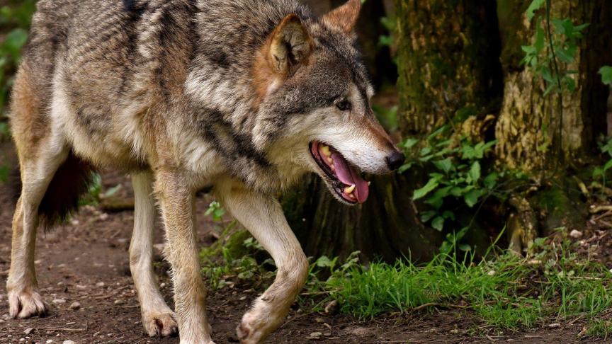 Om misverstanden uit te sluiten: de schapenslachtoffers die halfweg april op de Kalmthoutse heide vielen waren niet het werk van een wolf, maar van een hond.