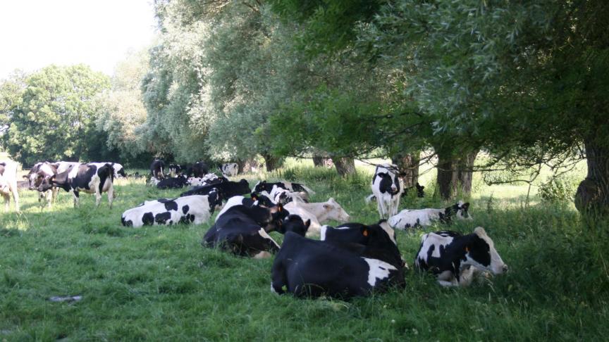 Wilgen zijn geschikte schaduw- en voederbomen.