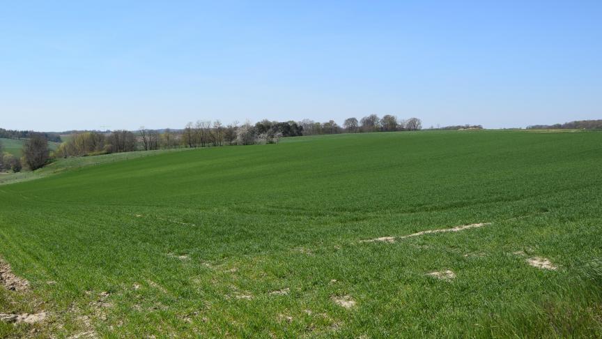 De ontwikkeling van gele roest en bladseptoria moet nu goed in de wintertarwepercelen opgevolgd worden.