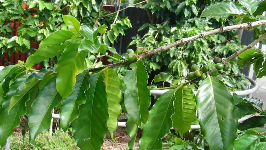 Een heel droog regenseizoen in Brazilië brengt de oogst van sinaasappels en koffie in gevaar.