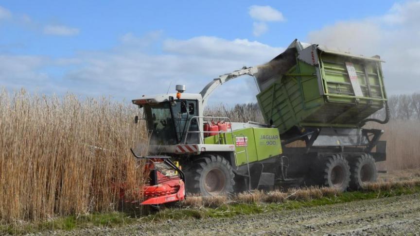 In Vlaanderen wordt ongeveer 60 ha miscanthus als energiegewas verbouwd.