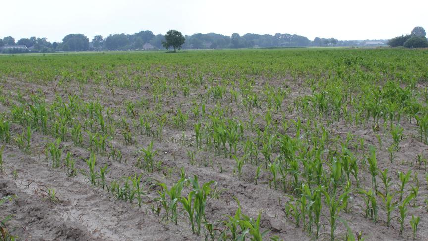 Veel plantuitval als gevolg van ritnaalden