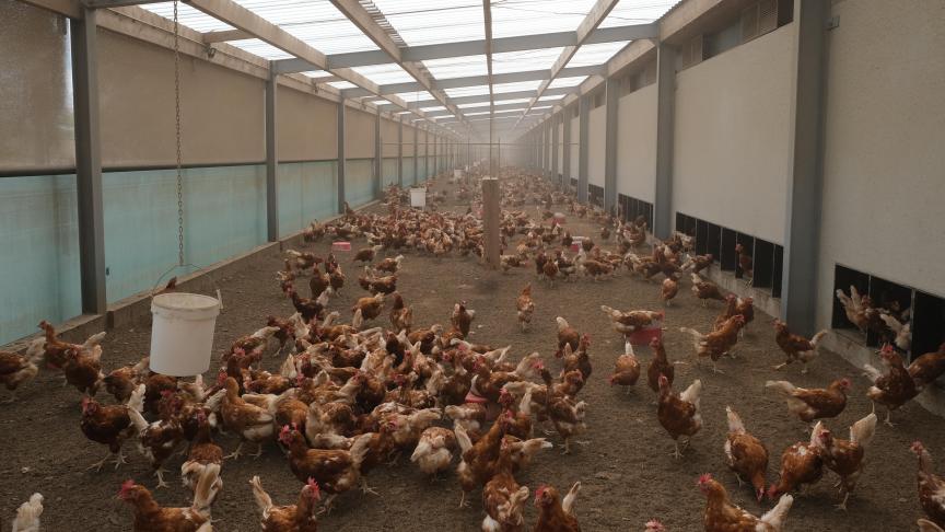 De daglichtplaten geven de winterstal een open gevoel.