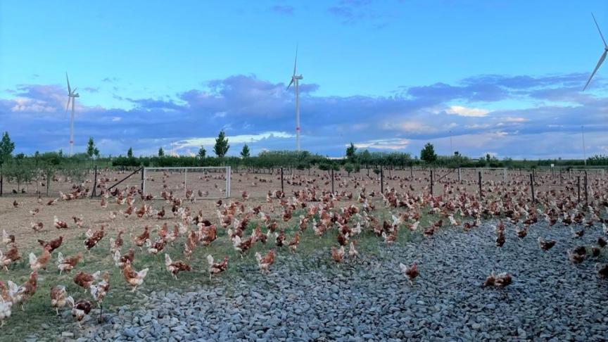 De kippen kunnen overdag vrij buitenlopen.