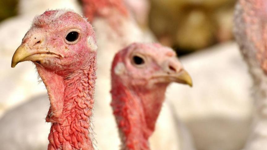 Bij het kalkoenbedrijf gaat het om zo'n 13.000 dieren.