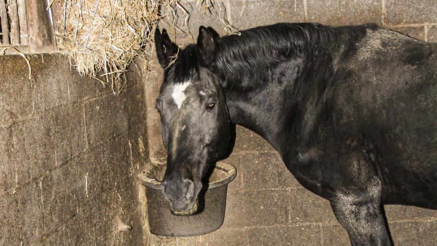 Knabbelgenot à volonté met het belangrijkste paardenvoeder: hooi!