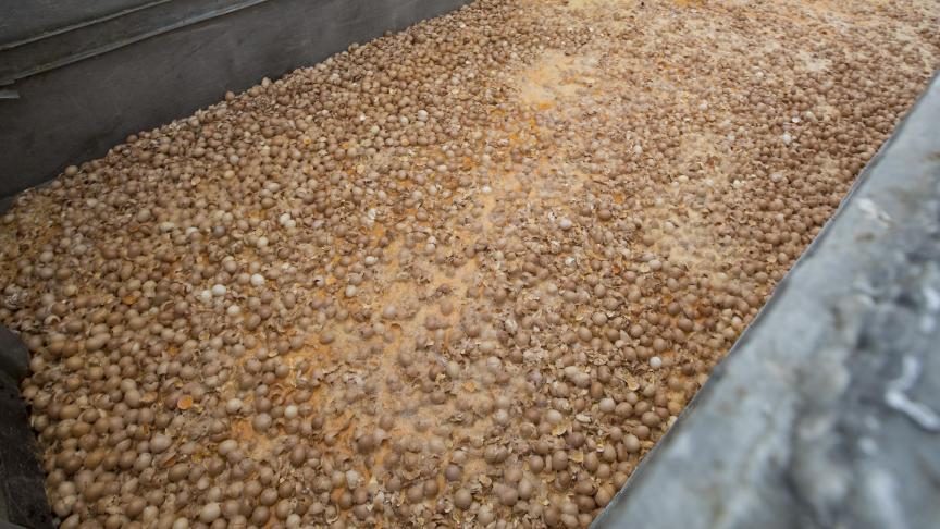 De gevolgen waren desastreus: honderden pluimveebedrijven in België en Nederland werden in de zomer van 2017 geblokkeerd, nadat in kippeneieren fipronil was aangetroffen. De eieren werden allemaal vernietigd.