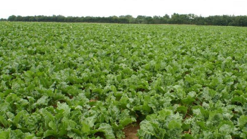 Bij lage prijzen komen zowel de bietentelers als de suikerproducenten onder druk en komen ook de marges in de sector onder druk , antwoordt Vlaams landbouwminister Hilde Crevits.