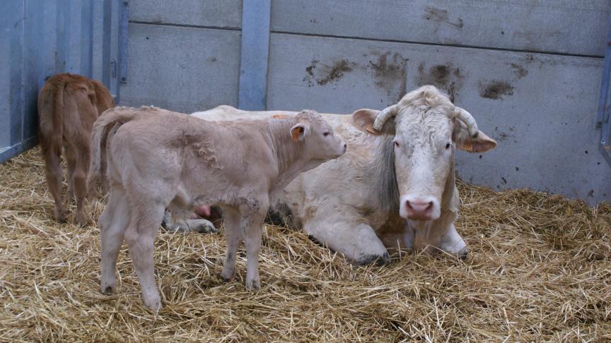 Elk pasgeboren kalf wordt binnen de 7 dagen na geboorte onderzocht op aanwezigheid van het BVD-virus.