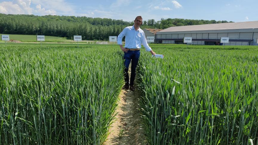 Filip Desmyter, vertegenwoordiger van Jorion Philip-Seeds, toont de tarwerassen.