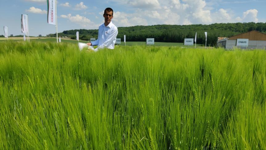 Vertegenwoordiger Brecht Ruysschaert toont de gerstrassen.