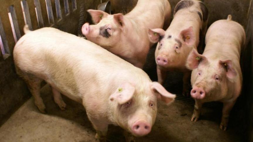 Het departement Landbouw & Visserij hield in 2016 nog een grote rondvraag bij varkenshouders. Uit deze studie bleek toen dat een kwart van de ondervraagden varkens onder contract houdt: 46% is onder contract bij de veevoederindustrie, 40% bij een andere varkenshouder en 14% bij een handelaar.