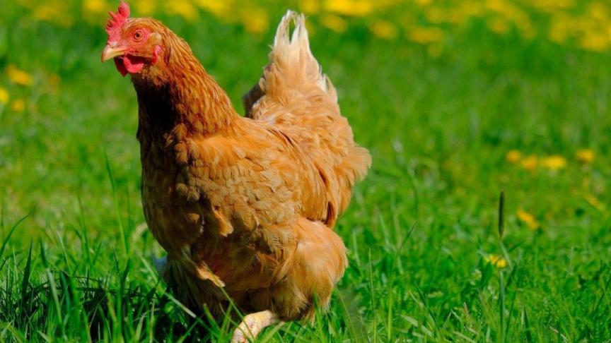 Wie pluimvee of andere vogels houdt, moet die in een zone rond de haard binnen voederen en drinken geven om contact met wilde vogels te beperken.