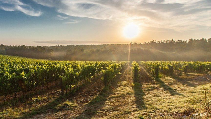 Het verlies aan biodiversiteit en de opwarming van de aarde zijn onlosmakelijk met elkaar verbonden.