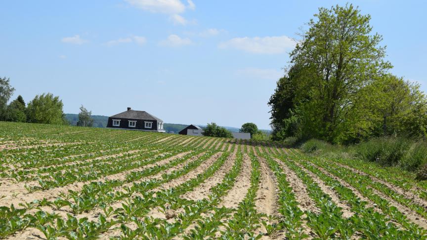 Het voorkomen van bladluizen in bietenvelden kan sterk verschillen tussen percelen onderling.