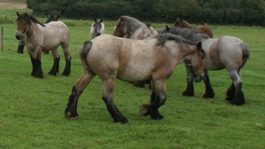 Het Brabants trekpaard. Springlevend icoon heeft gekregen, bundelt voorbeelden van hoe trekpaarden in Vlaams-Brabant worden ingezet.