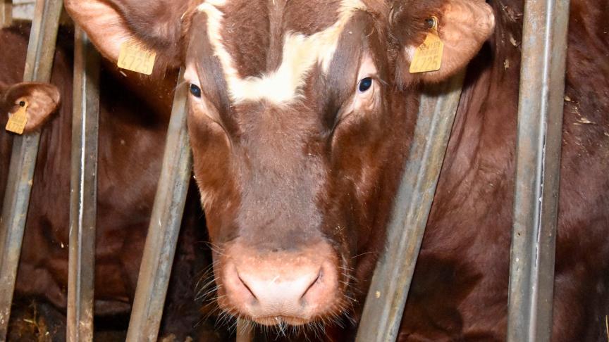 Voor het behoud van lokale rundveerassen voorziet Vlaanderen een subsidie, onder meer voor het West-Vlaams rood ras.