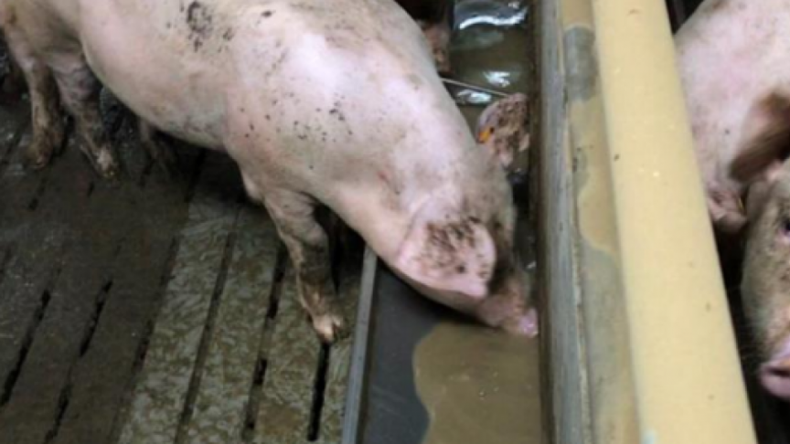 Overleg met landbouworganisaties zal leiden tot een betere aanpak van ongevallen met roosters.