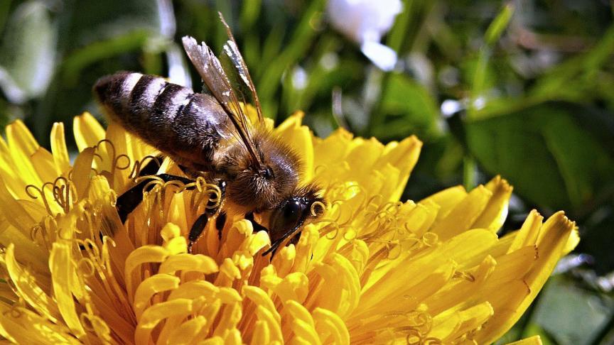 De honingbij zal beter worden beschermd.
