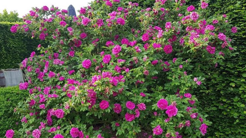 De 'Roseraie de l'Haÿ' is een krachtig groeiende struik met gedraaide knoppen die voortdurend bloeit tot diep in het najaar.