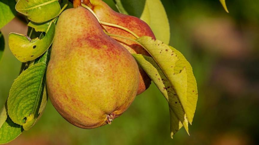 Perenvuur is maar een van de vele gevolgen van de klimaatverandering.