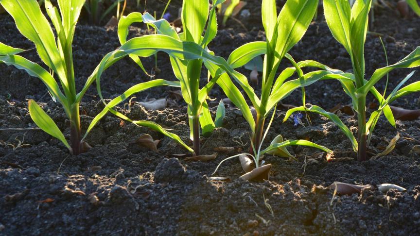 Door CO2 op te slaan in de bodem, via gewassen en aanvoer van plantaardig materiaal, kan de uitstoot van broeikasgassen verminderen én kan ook de grondgebonden landbouwsector zijn steentje bijdragen aan het remmen van klimaatverandering.