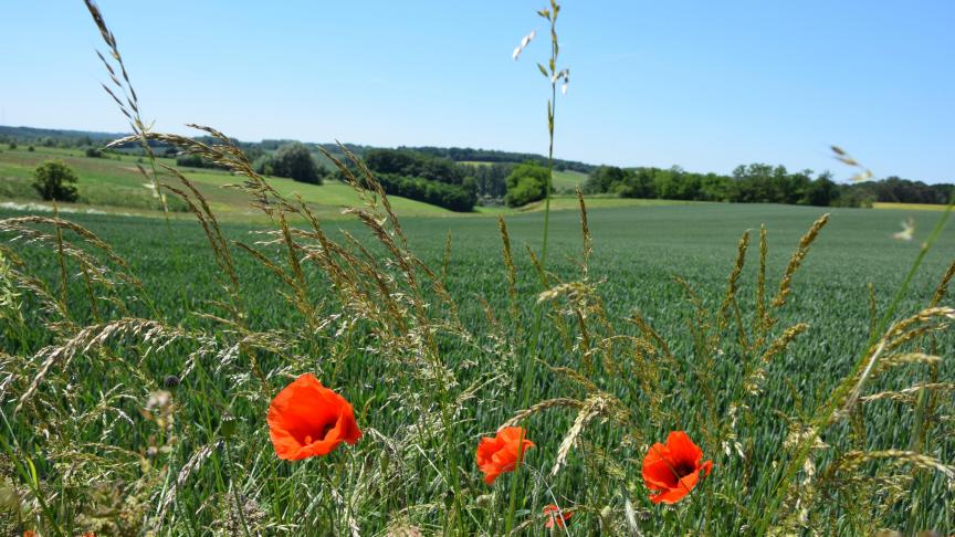 Tot op vandaag wordt de erfpacht geregeld door de wet van 10 januari 1824.
