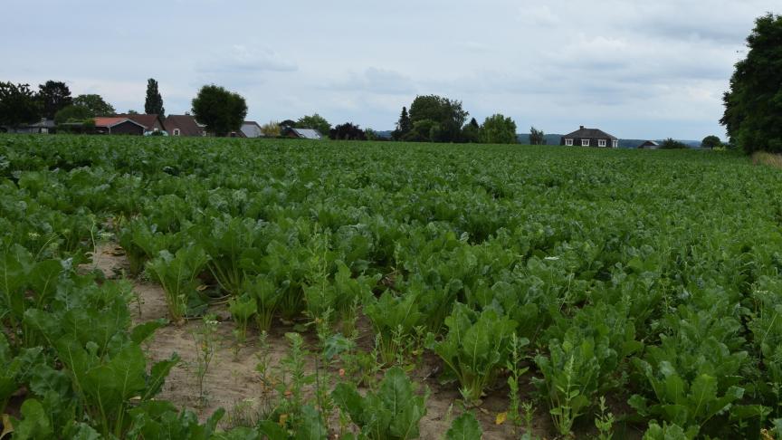 Er moet nog niet behandeld worden tegen bladziekten in bieten volgens het KBIVB.