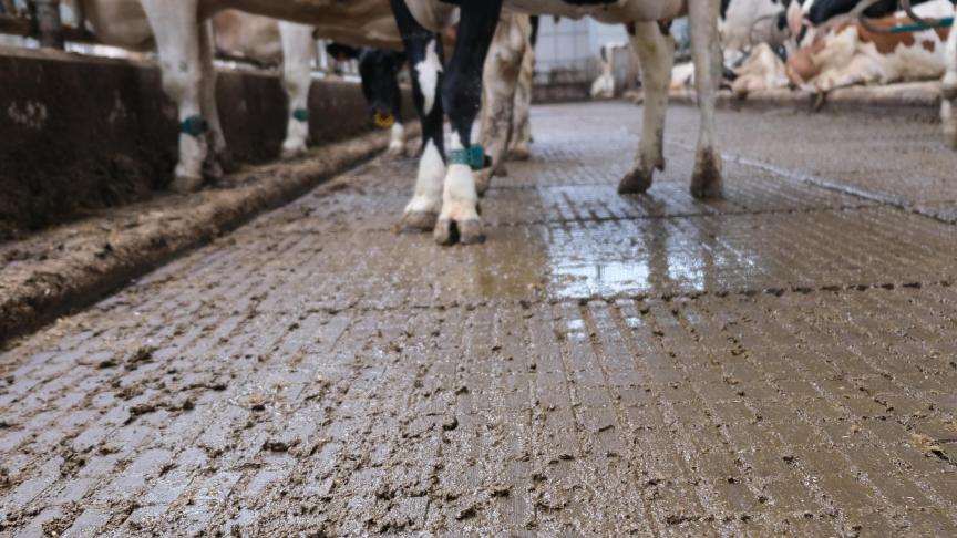De nieuwe ligboxenstal heeft een emissiearme welzijnsvloer.