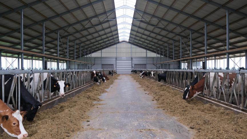 Het ruwvoeder is zoveel mogelijk zelf geteeld. Door met productiegroepen te werken, krijgt elke koe krachtvoer naar behoeften.